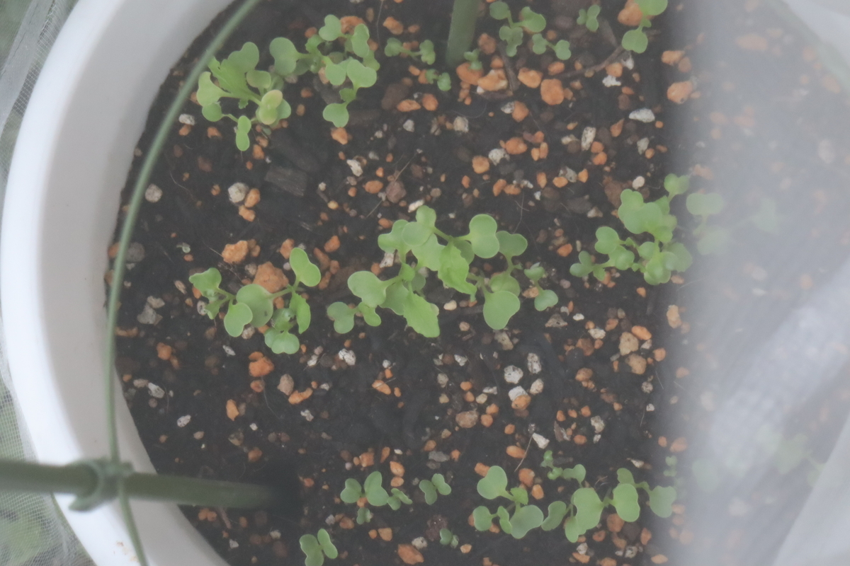 f:id:tomato_1:20201014140154j:plain