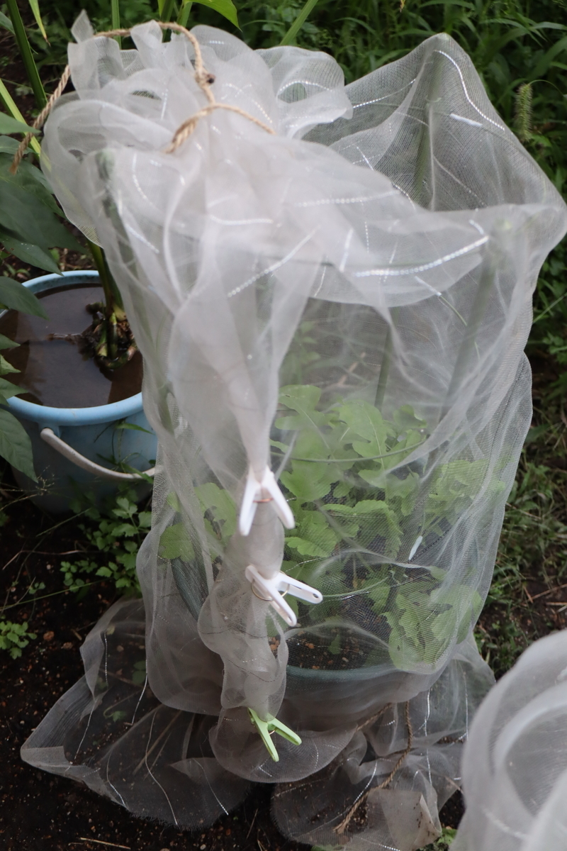 f:id:tomato_1:20201014140749j:plain