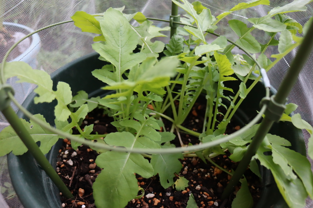 f:id:tomato_1:20201014140904j:plain