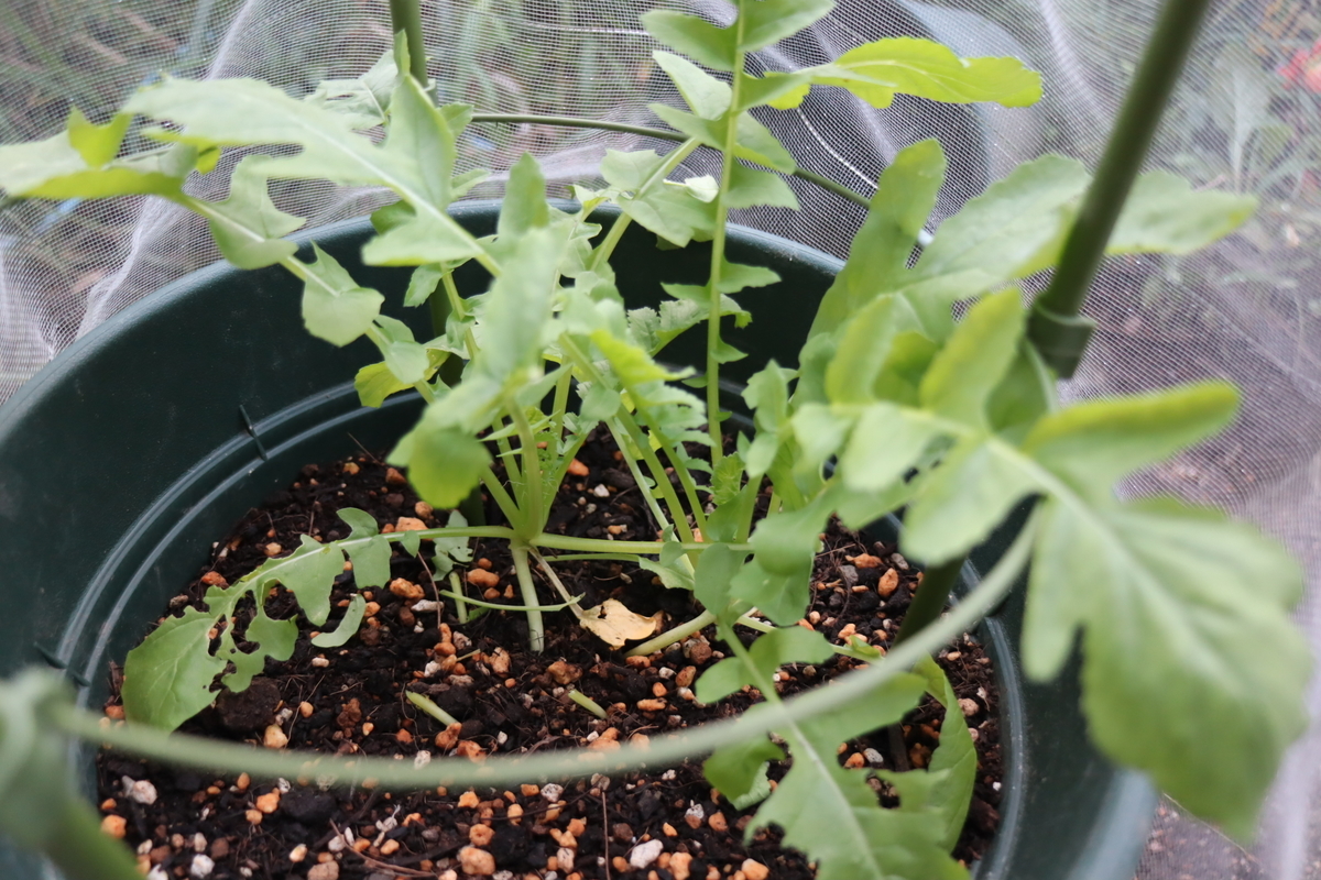 f:id:tomato_1:20201014141047j:plain