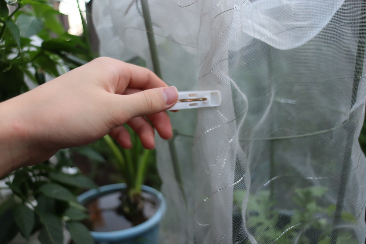 f:id:tomato_1:20201014141129j:plain