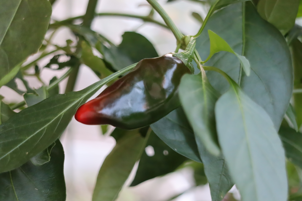 f:id:tomato_1:20201016002337j:plain f:id:tomato_1:20201016002337j:plain