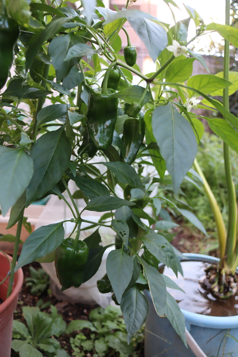 f:id:tomato_1:20201016002615j:plain f:id:tomato_1:20201016002615j:plain