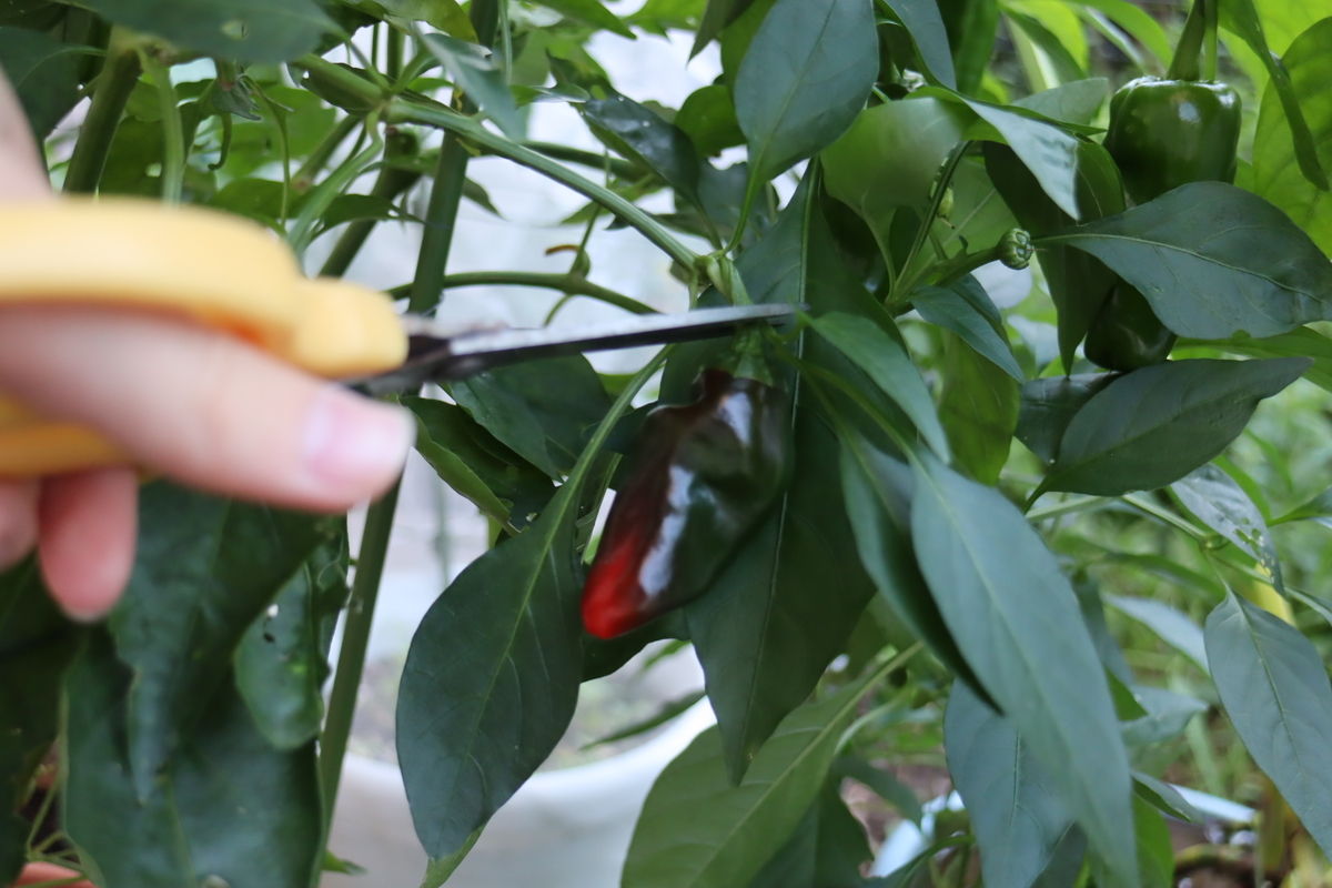 f:id:tomato_1:20201016002715j:plain f:id:tomato_1:20201016002715j:plain