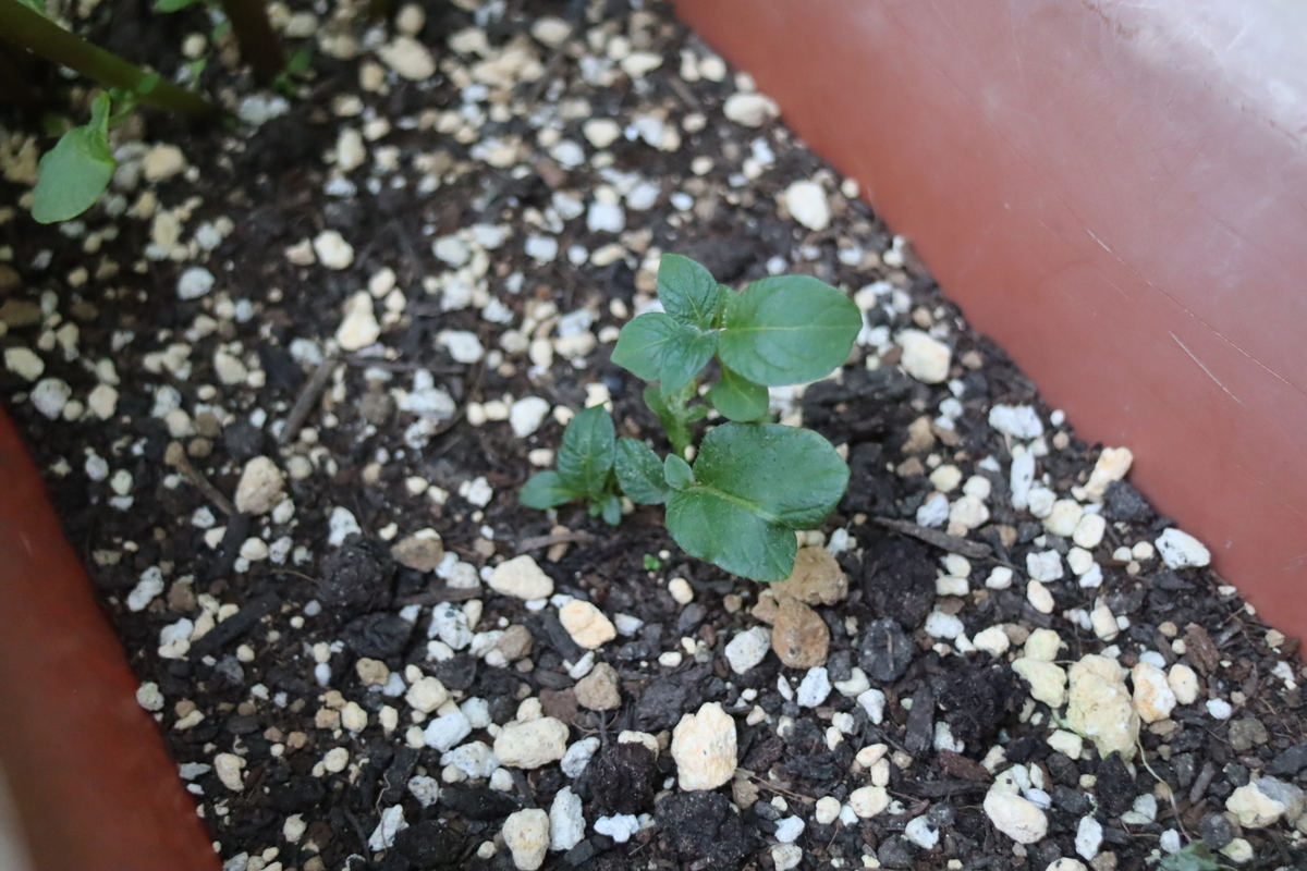 f:id:tomato_1:20201017022859j:plain
