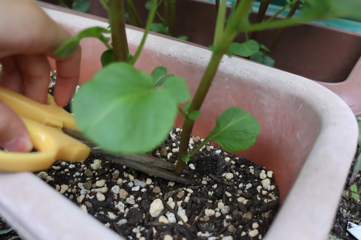 f:id:tomato_1:20201017023329j:plain