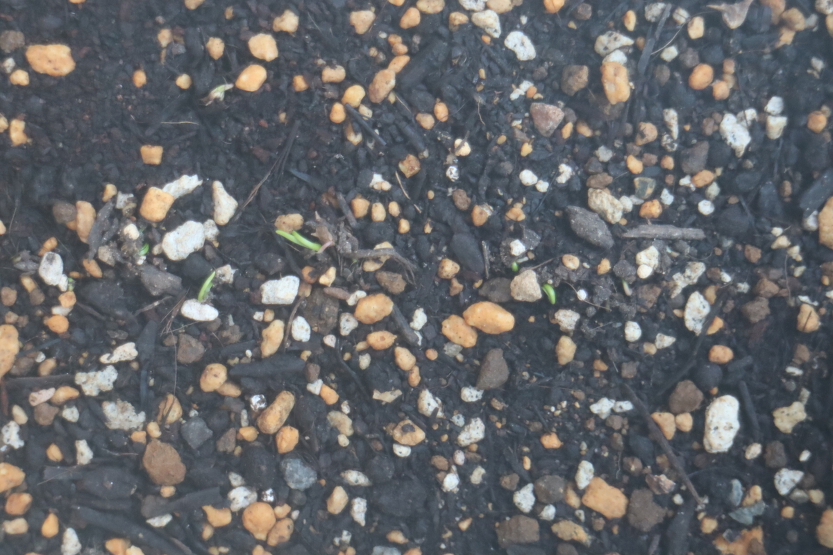 f:id:tomato_1:20201021175127j:plain