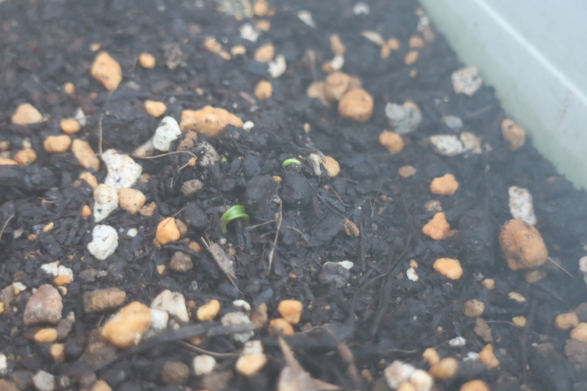 f:id:tomato_1:20201021175137j:plain