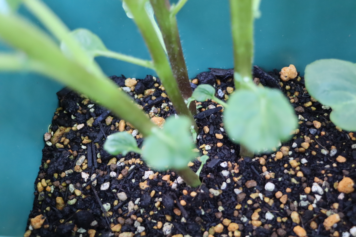 f:id:tomato_1:20201021175524j:plain
