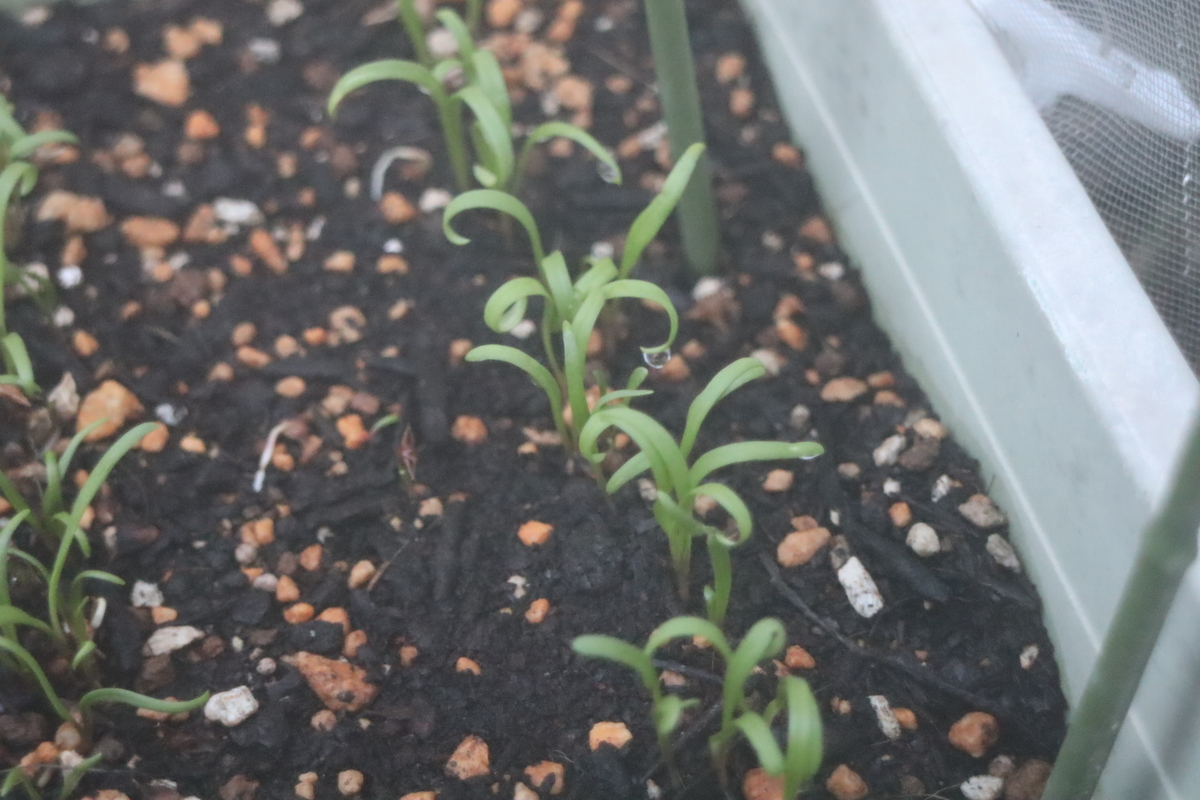 f:id:tomato_1:20201024143220j:plain f:id:tomato_1:20201024143220j:plain