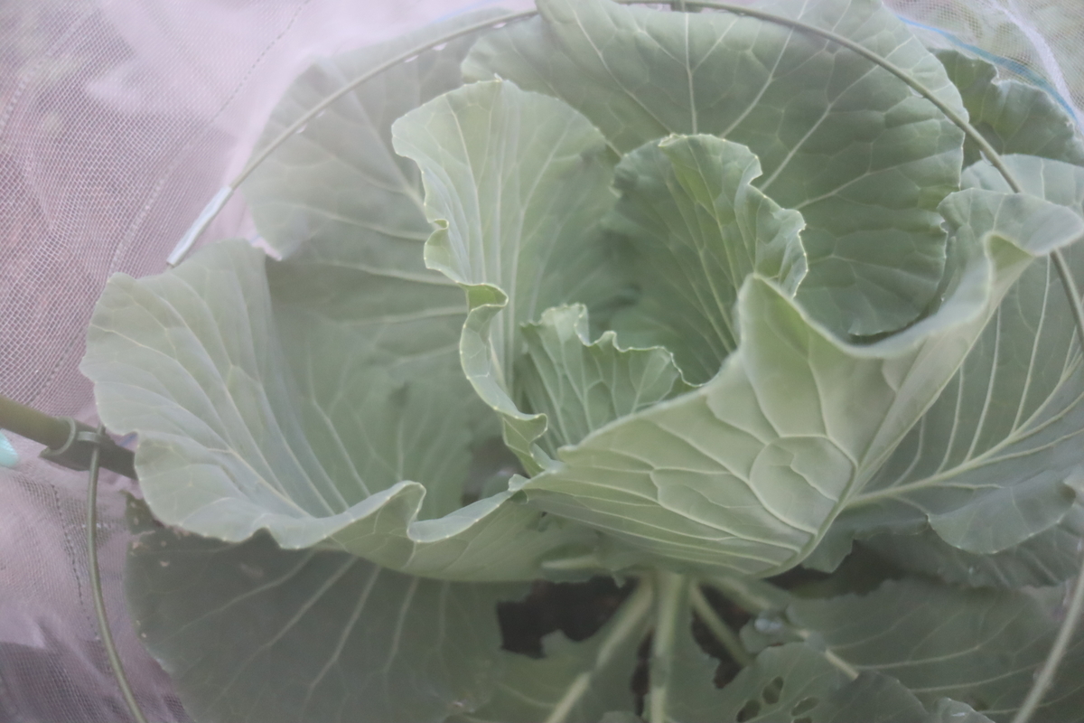 f:id:tomato_1:20201024143255j:plain f:id:tomato_1:20201024143255j:plain