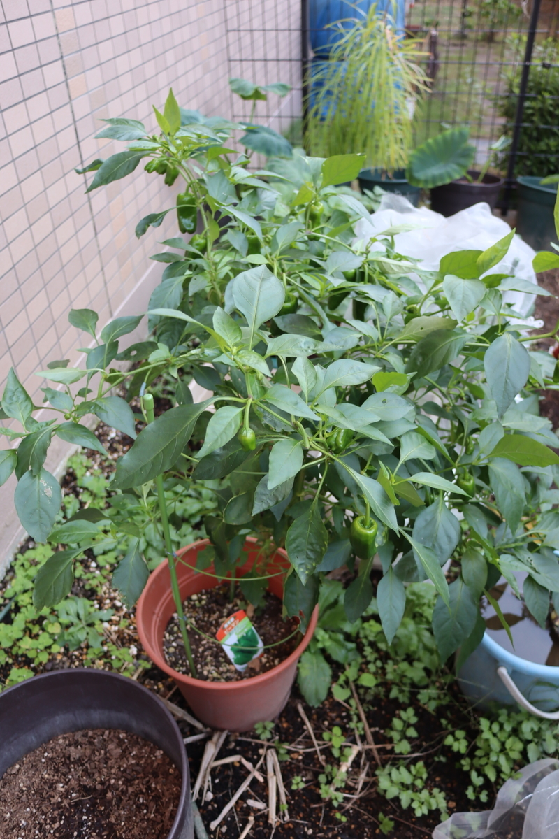 f:id:tomato_1:20201026145422j:plain f:id:tomato_1:20201026145422j:plain