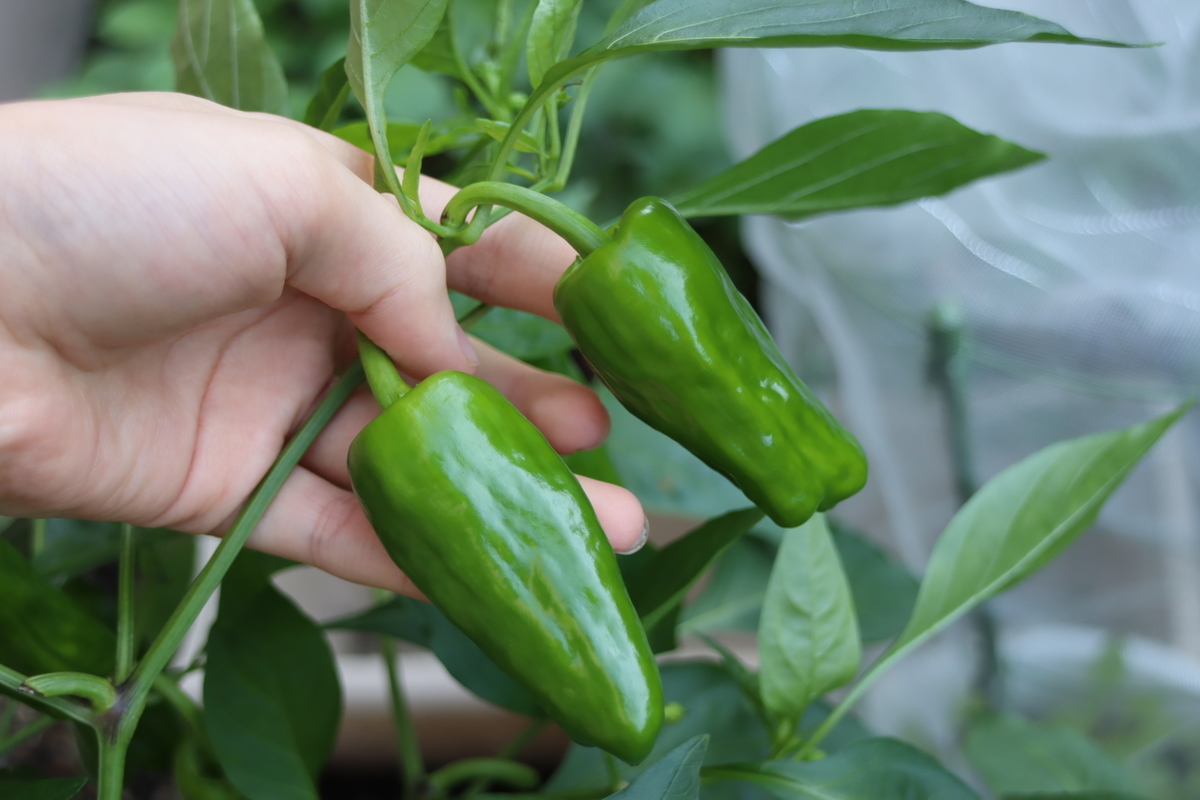f:id:tomato_1:20201026145453j:plain f:id:tomato_1:20201026145453j:plain