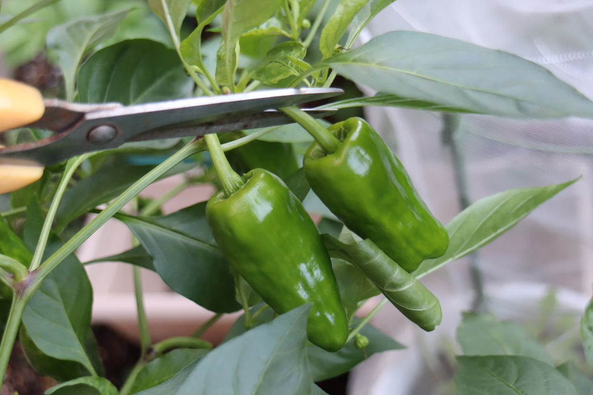 f:id:tomato_1:20201026150646j:plain f:id:tomato_1:20201026150646j:plain