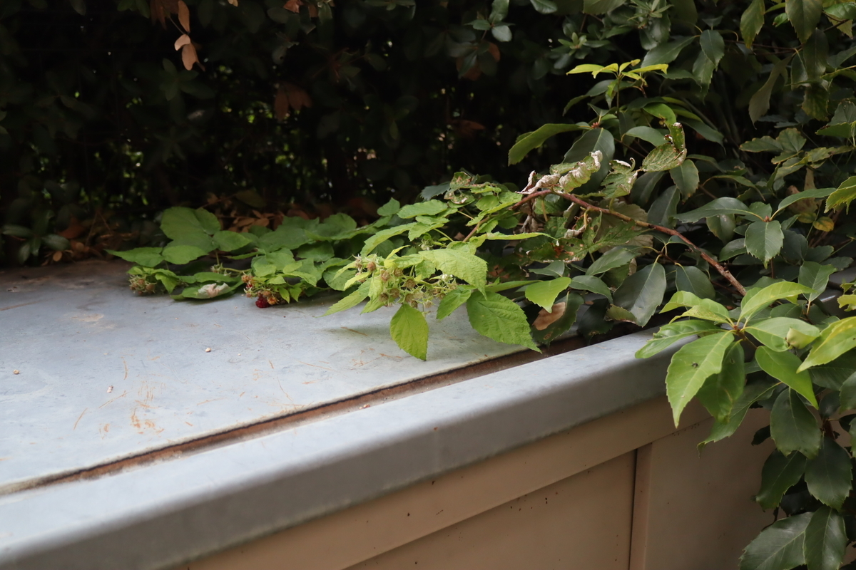 f:id:tomato_1:20201030225627j:plain