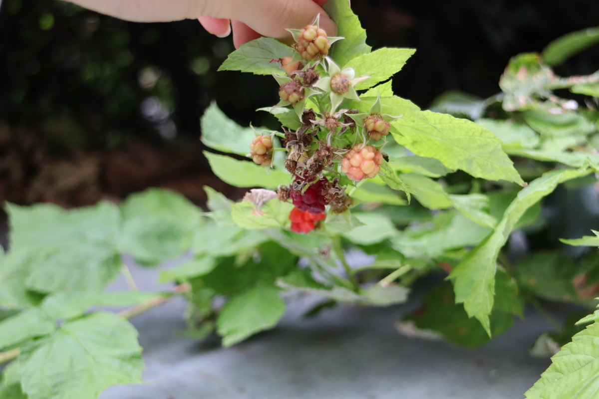 ラズベリーの収穫と新たな花芽 11 1 トマトの菜園 天文ライフ ラズベリーの収穫と新たな花芽 11 1 トマトの菜園 天文ライフ