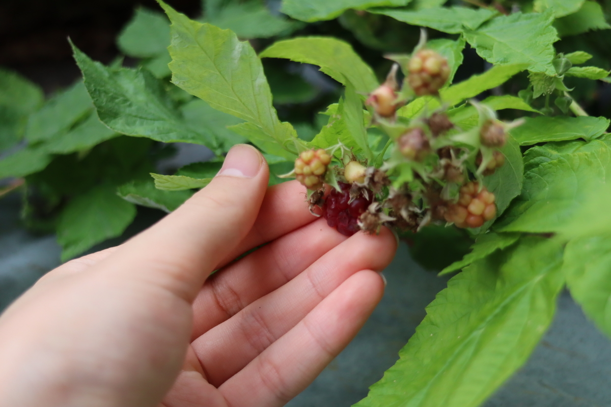 ラズベリーの収穫と新たな花芽 11 1 トマトの菜園 天文ライフ ラズベリーの収穫と新たな花芽 11 1 トマトの菜園 天文ライフ