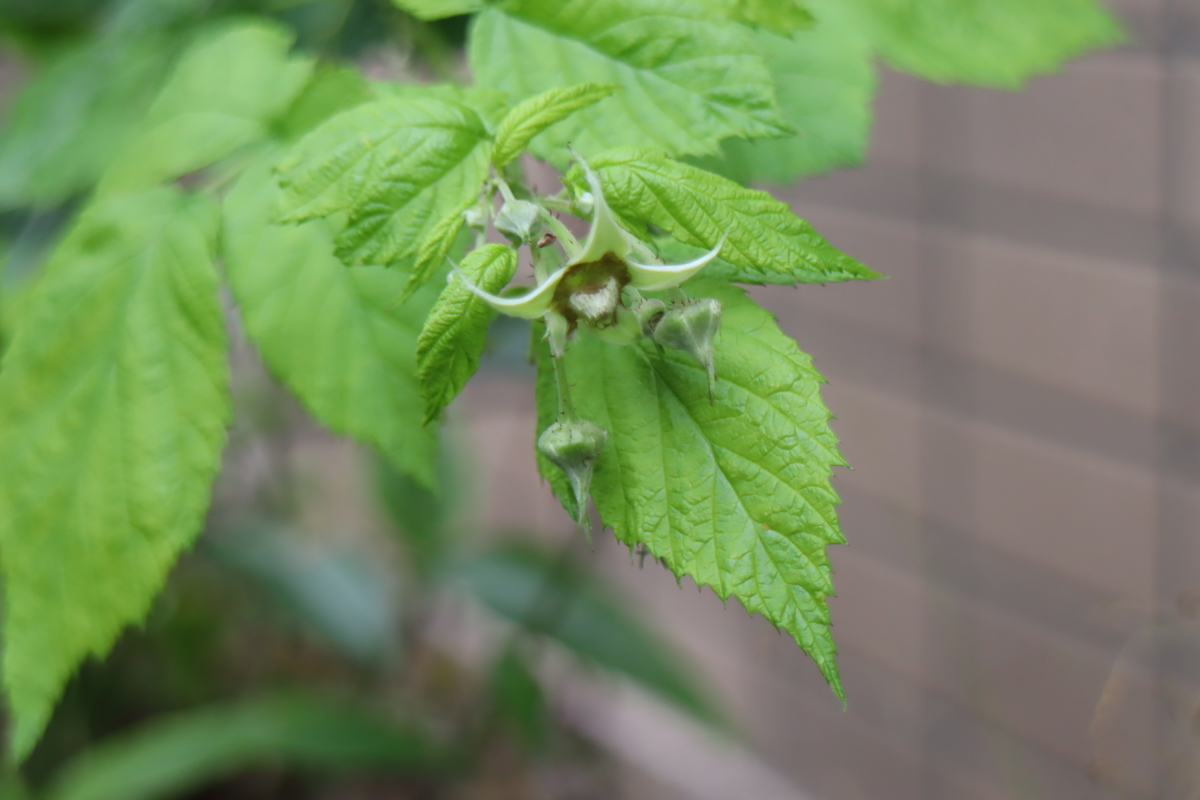 ラズベリーの収穫と新たな花芽 11 1 トマトの菜園 天文ライフ ラズベリーの収穫と新たな花芽 11 1 トマトの菜園 天文ライフ