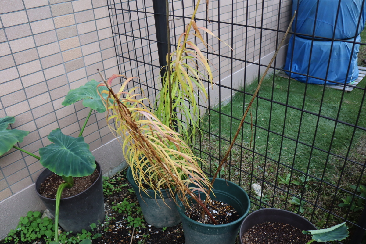f:id:tomato_1:20201104033542j:plain