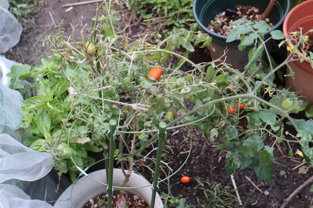 f:id:tomato_1:20201106225400j:plain