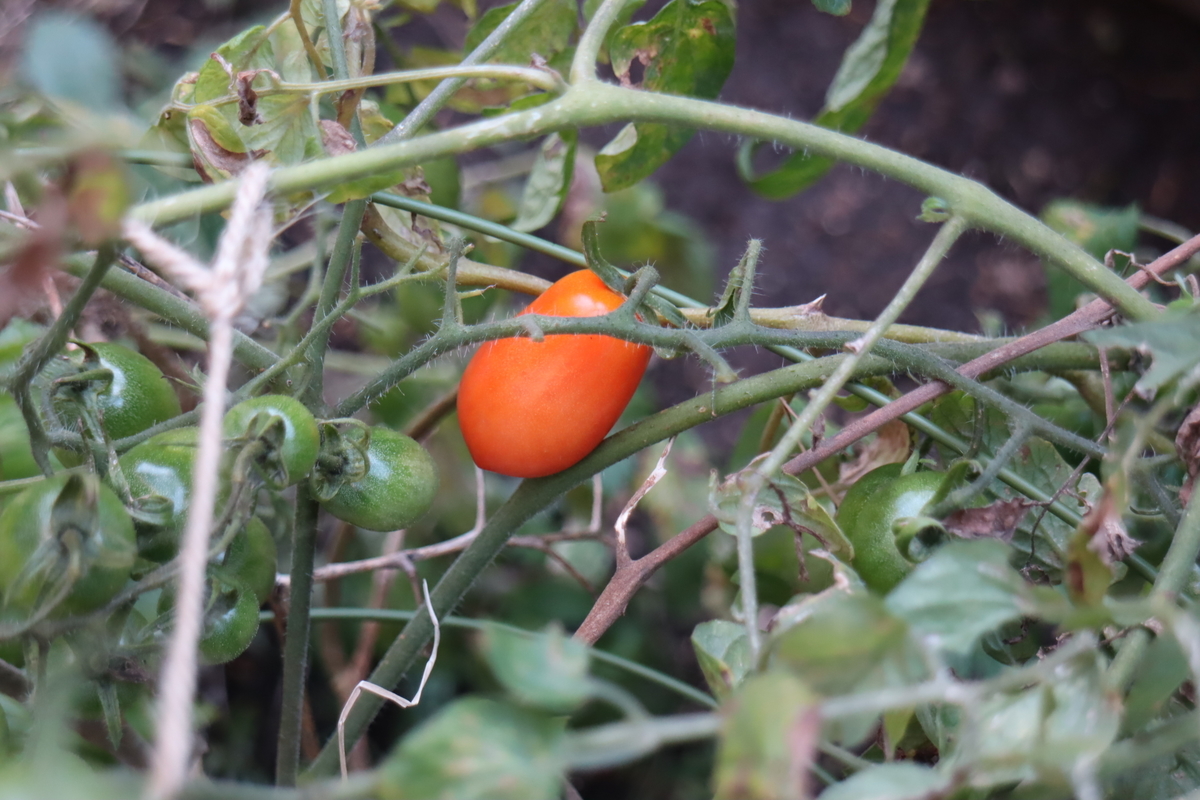 f:id:tomato_1:20201106225616j:plain