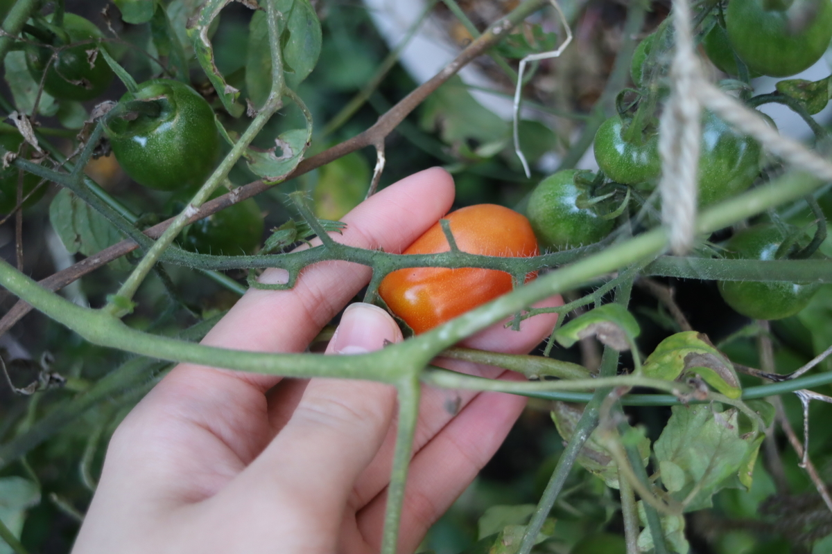 f:id:tomato_1:20201106225631j:plain