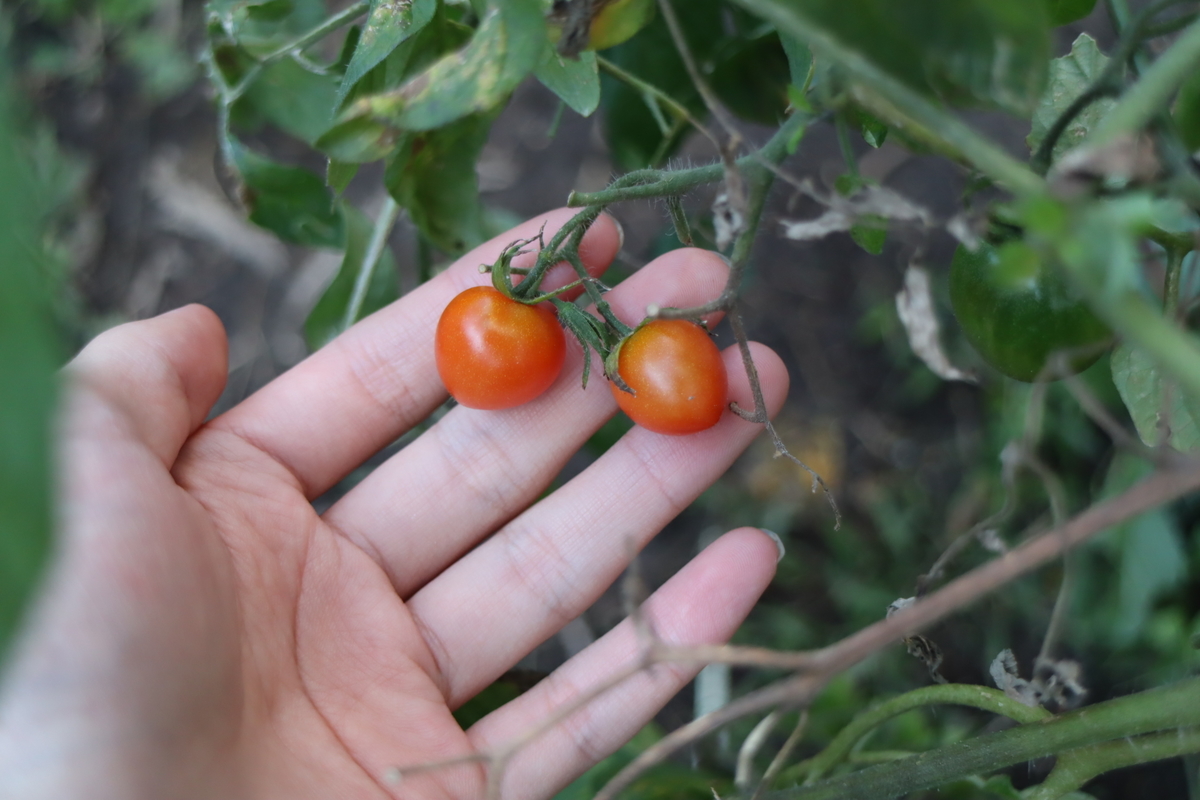 f:id:tomato_1:20201106225647j:plain