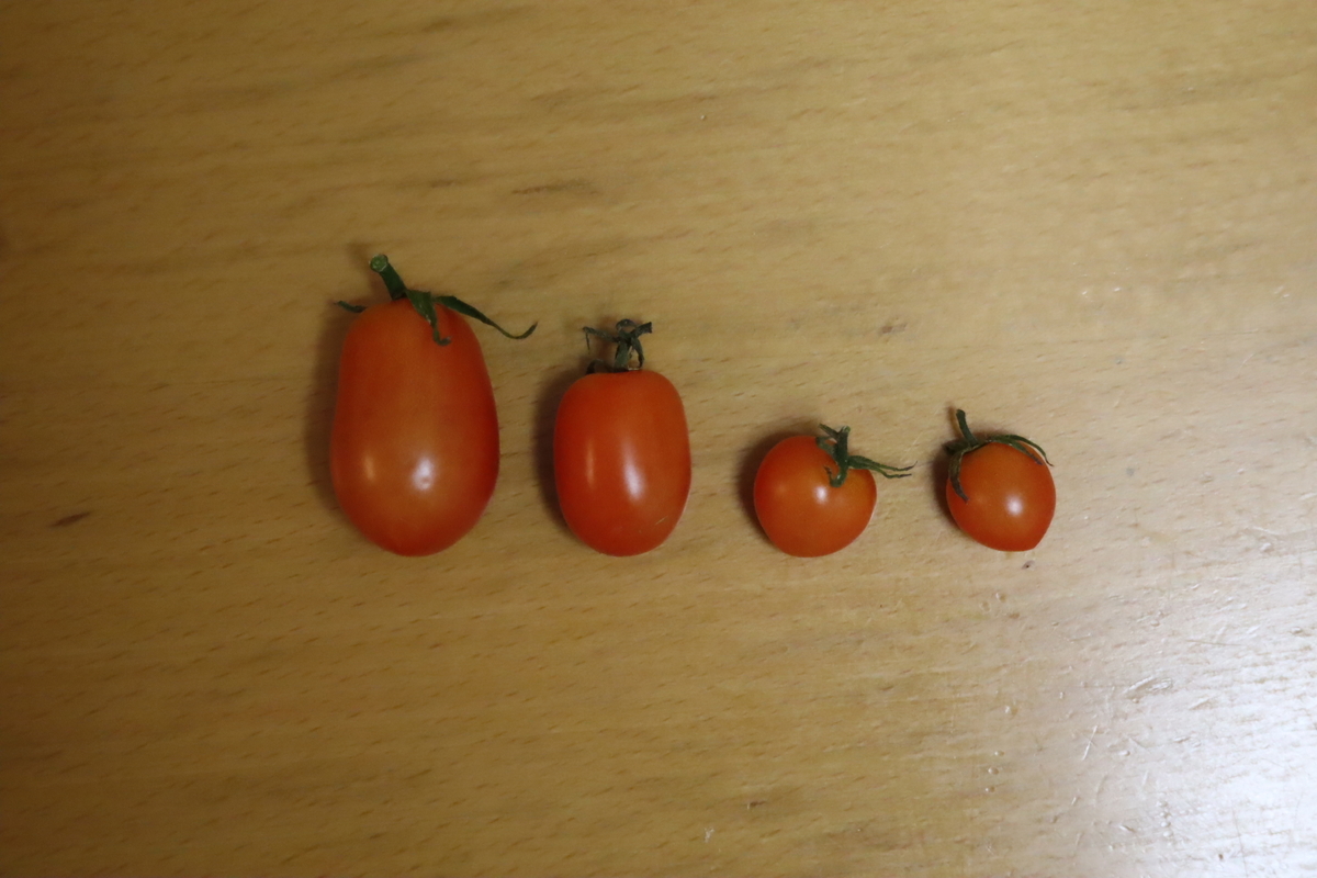 f:id:tomato_1:20201106225701j:plain
