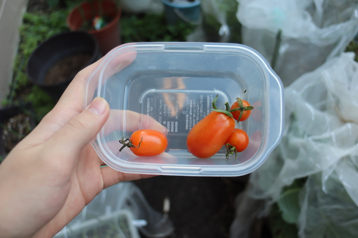 f:id:tomato_1:20201106231232j:plain