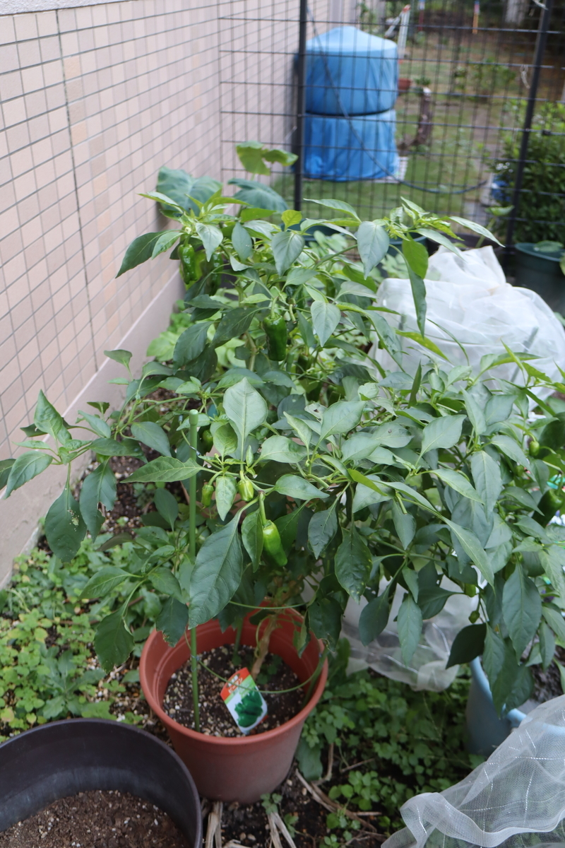 f:id:tomato_1:20201115221439j:plain f:id:tomato_1:20201115221439j:plain