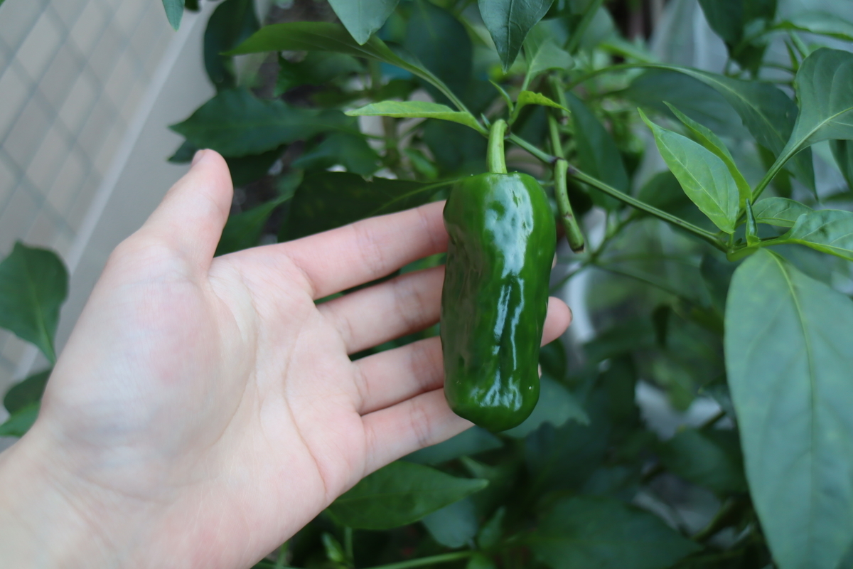 f:id:tomato_1:20201115221452j:plain f:id:tomato_1:20201115221452j:plain
