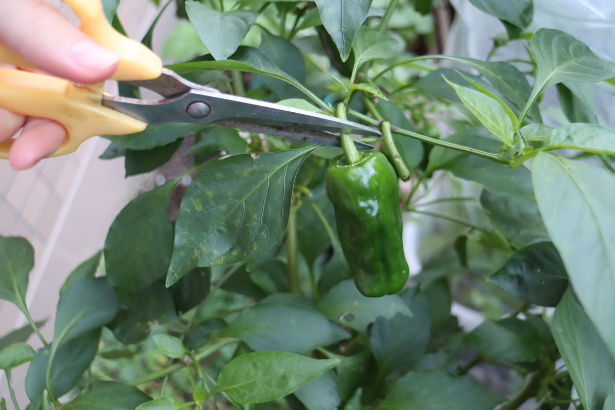 f:id:tomato_1:20201115221520j:plain f:id:tomato_1:20201115221520j:plain