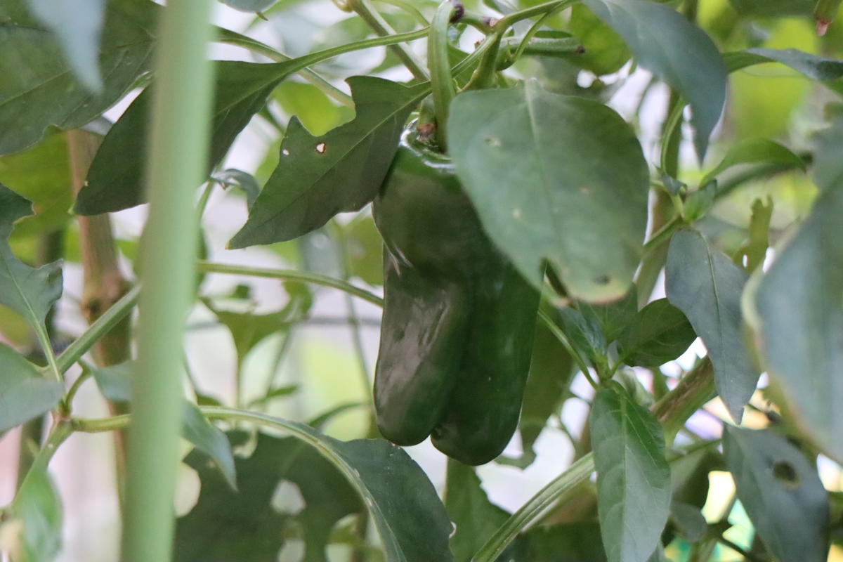 f:id:tomato_1:20201115221539j:plain f:id:tomato_1:20201115221539j:plain