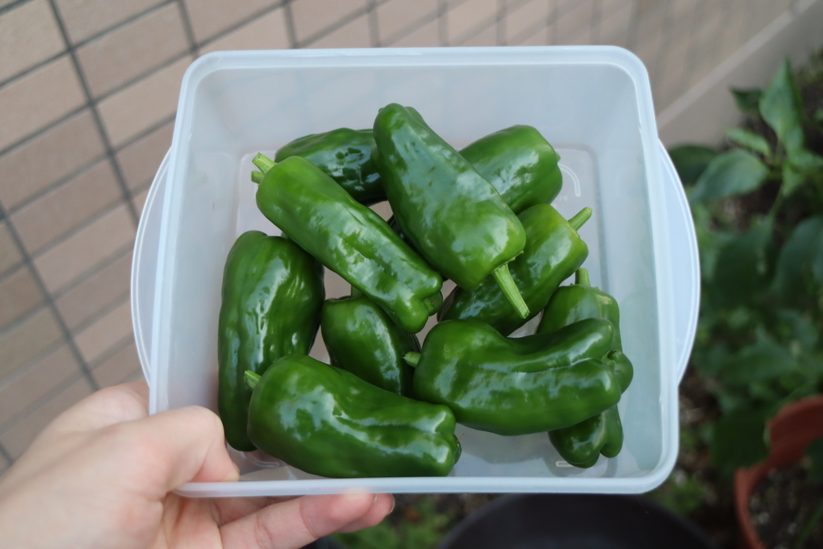 f:id:tomato_1:20201115221716j:plain f:id:tomato_1:20201115221716j:plain