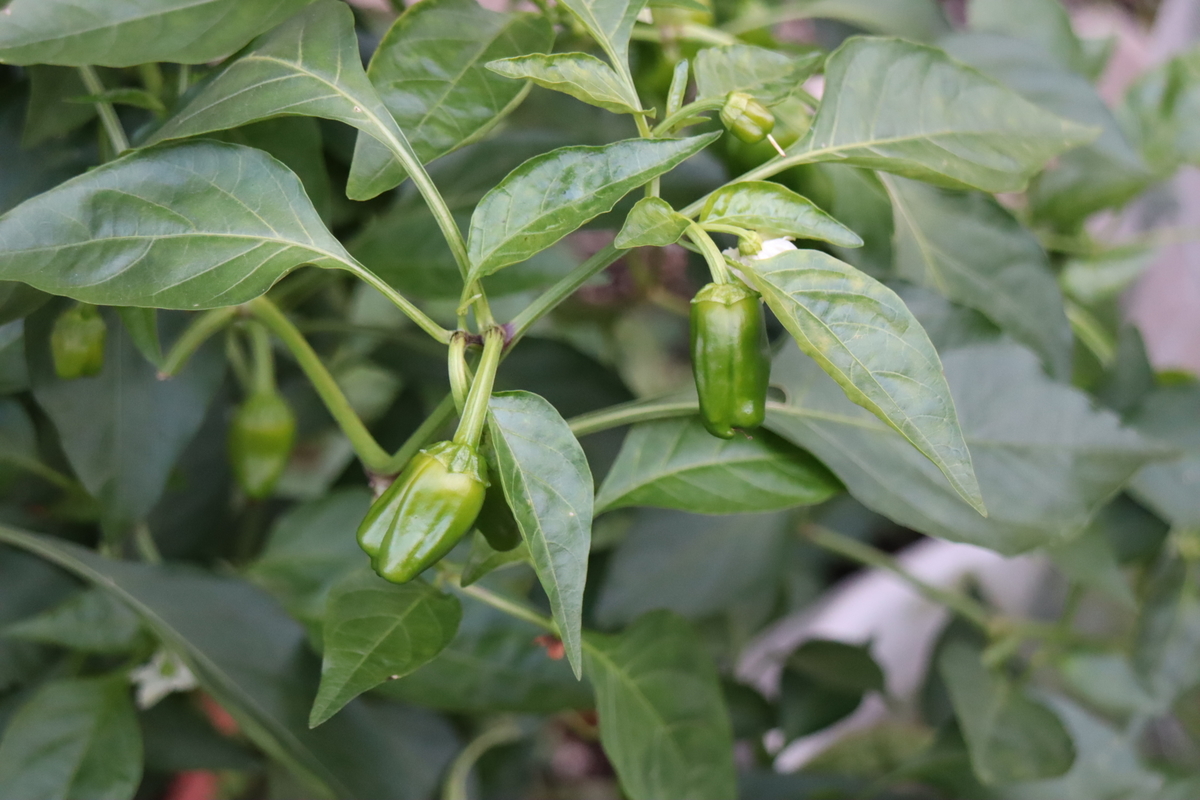f:id:tomato_1:20201115221741j:plain f:id:tomato_1:20201115221741j:plain
