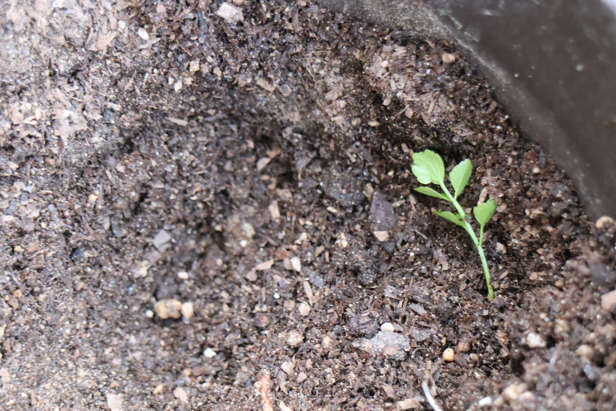 f:id:tomato_1:20201119035954j:plain