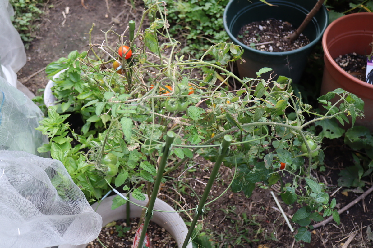 f:id:tomato_1:20201120134658j:plain