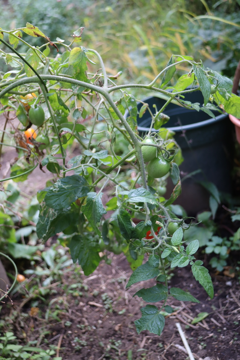 f:id:tomato_1:20201120134710j:plain
