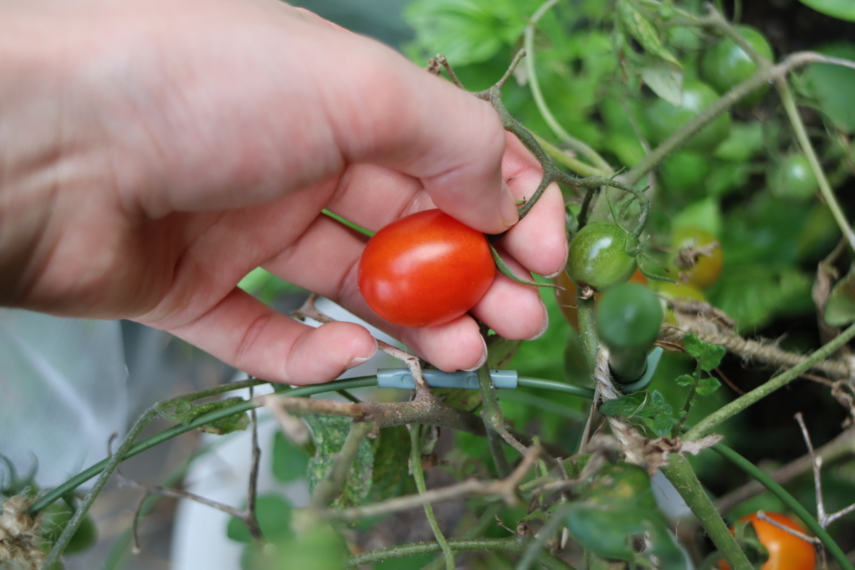 f:id:tomato_1:20201120134726j:plain