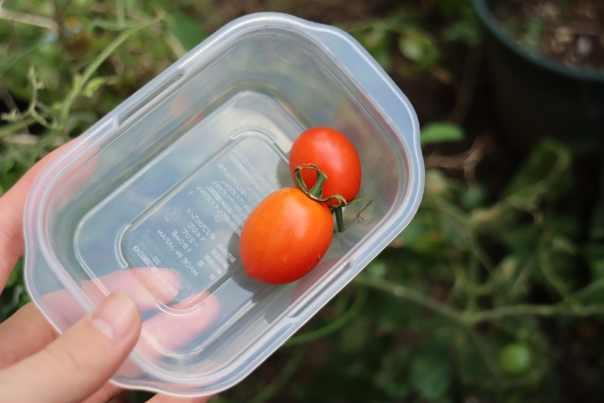 f:id:tomato_1:20201120134748j:plain