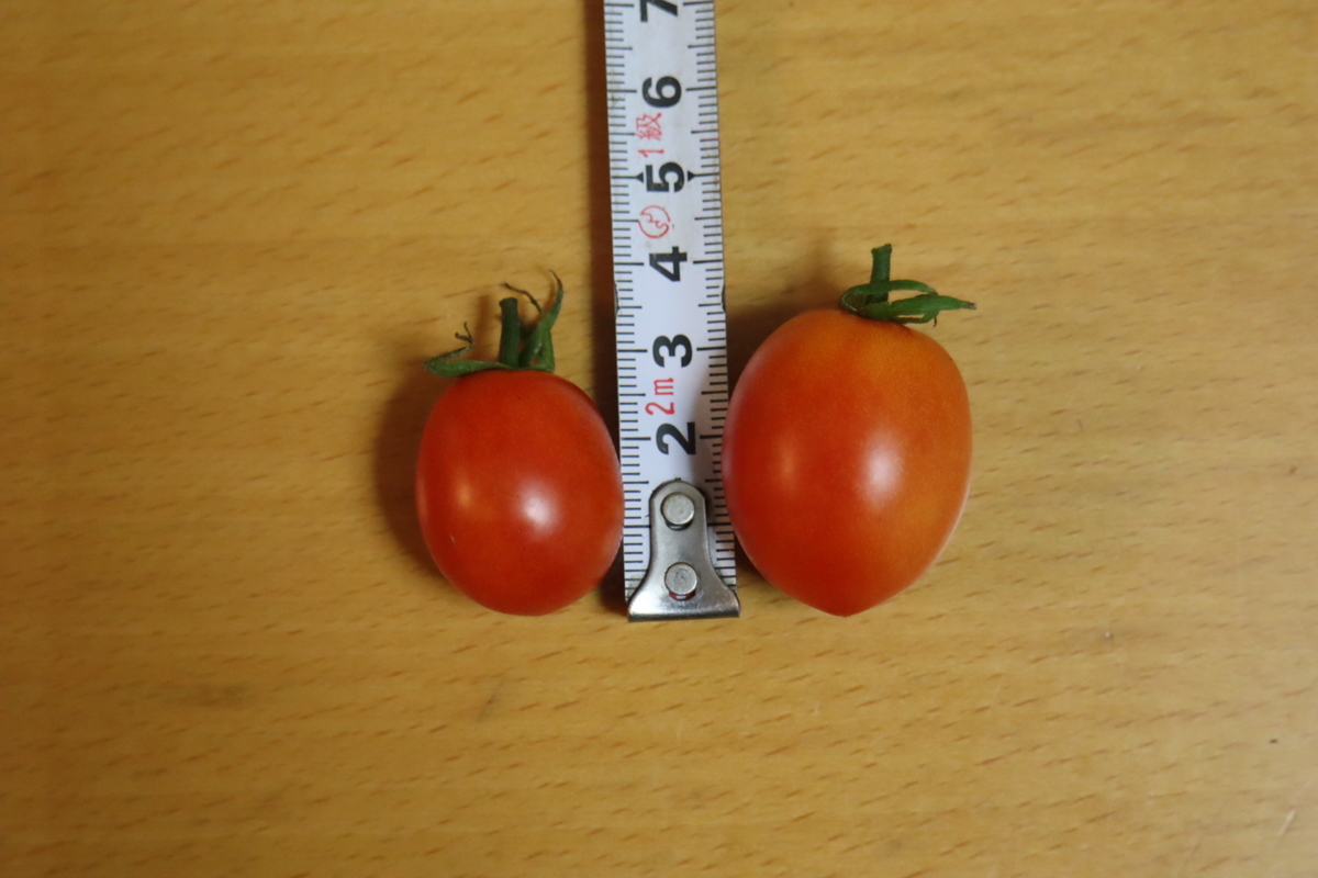 f:id:tomato_1:20201120134758j:plain