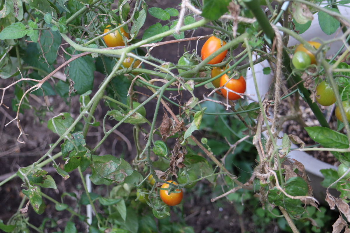 f:id:tomato_1:20201120134818j:plain