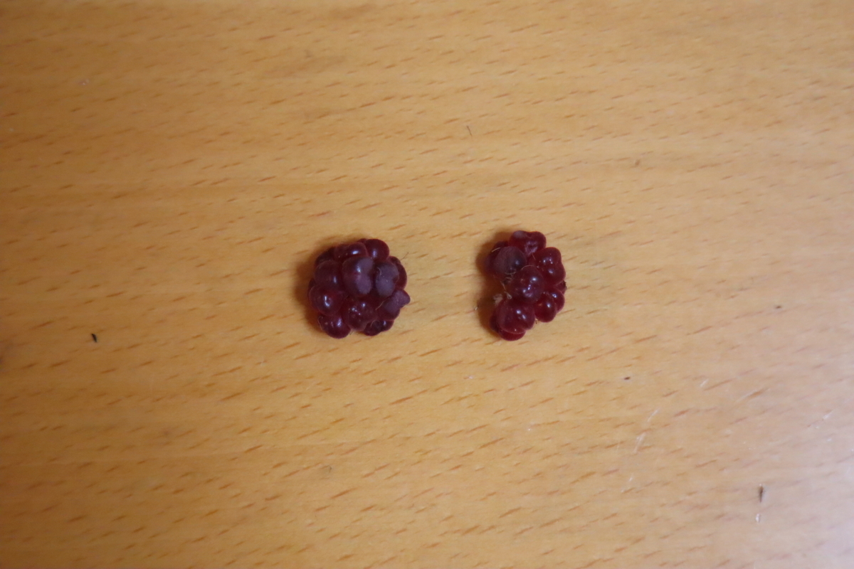f:id:tomato_1:20201122050008j:plain