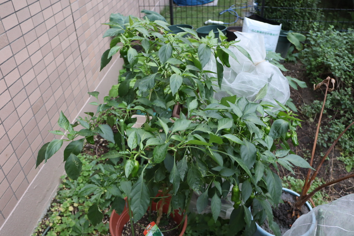 f:id:tomato_1:20201126023343j:plain