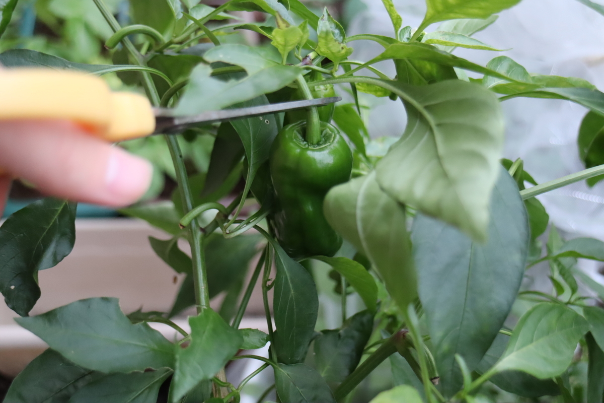 f:id:tomato_1:20201126023417j:plain
