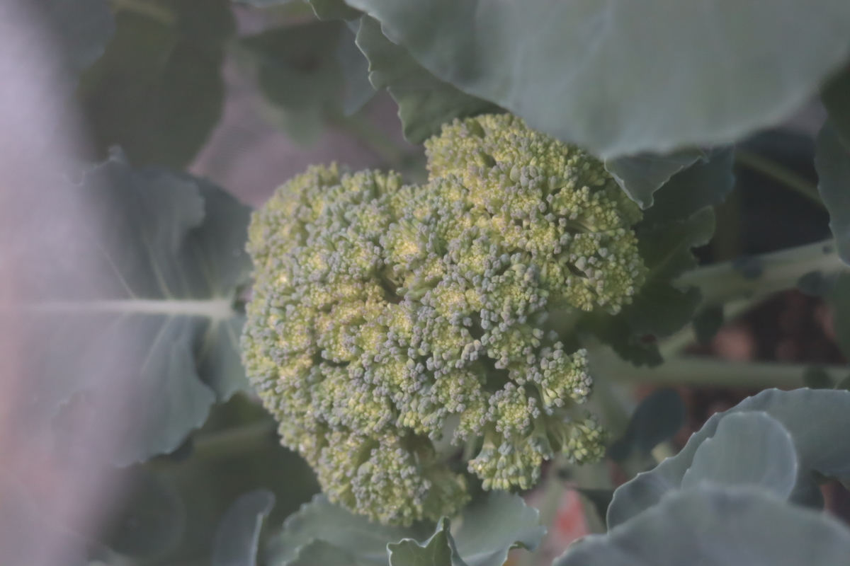 f:id:tomato_1:20201130034823j:plain