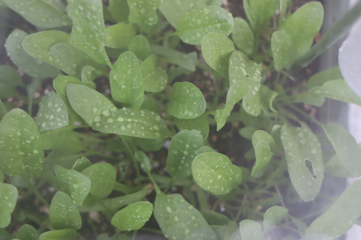 f:id:tomato_1:20201130035131j:plain