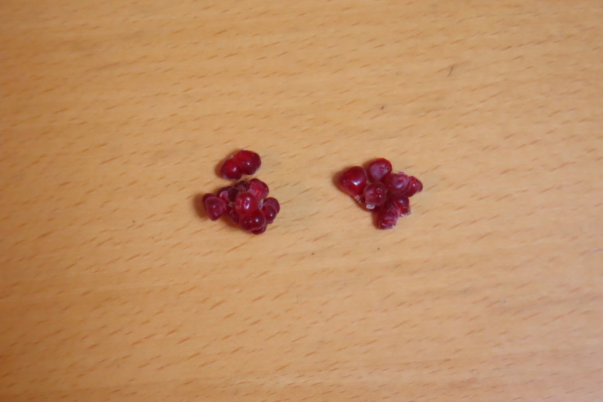 f:id:tomato_1:20201204032035j:plain