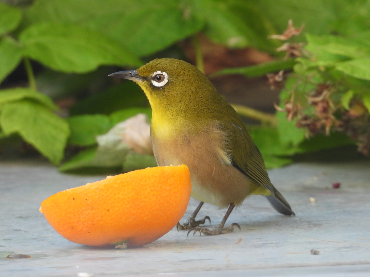 f:id:tomato_1:20201204032158j:plain