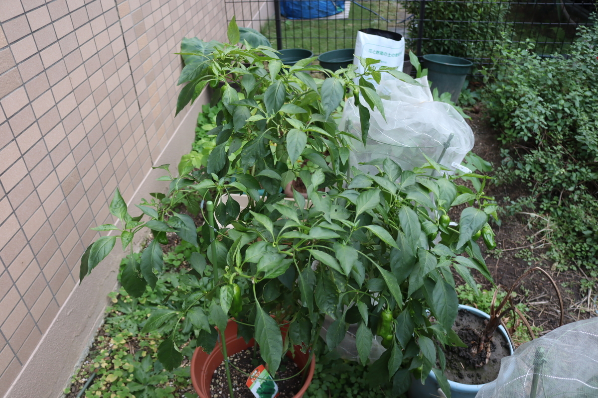 f:id:tomato_1:20201208231124j:plain